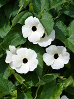 Thunbergia alata The Big White